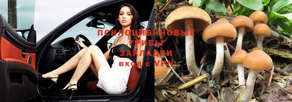 прущие грибы Баксан